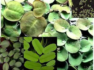 Mühlan – Gartenteich Schwimmpflanzenmix, 8 ausgewachsende Pflanzen, je 2 x Wassernuss, Muschelblume, Büschelfarn, Froschbiss - 9