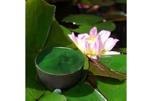 ASPER MÜHLE Chlorella pyrenoidosa Pulver – Premiumqualität 1kg