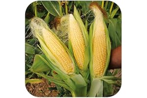 GROWTANICAL Organic Sweetcorn 'Goldcrest' Large Plug Plants x 3 Grow Your Own