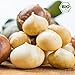Produktbild  Gesunde Edel Bio Macadamia Nüsse / Macadamianüsse / Macadamiakerne 1kg in bester Rohkost-Qualität ohne Schale aus Kenia (Ernte März 2018), natur, naturbelassen, unbehandelt, ungesalzen, ungeröstet, ohne Salz, roh