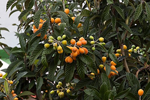 Mispelbaum – Eriobotrya Japonica – perfekt für Marmelade – 150+cm Stamm 80-90cm im 12Ltr. Topf - 2