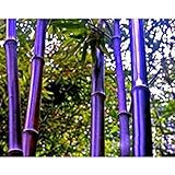 Bambus zimmerpflanze kaufen