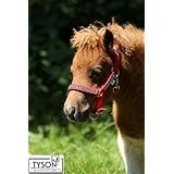 Glitzer Minishetty Minipony Fohlenhalfter super klein Lila Rot Hellblau Rosa Orange Braun Schwarz Jährling Falabella
