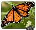 Produktbild Schmetterling auf Echinacea Mauspad, Mousepad (Schmetterlinge Mauspad) #015