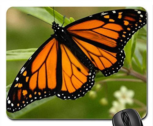 Preisvergleich Produktbild Schmetterling auf Echinacea Mauspad, Mousepad (Schmetterlinge Mauspad) #015