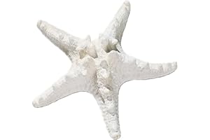 MLEHN 1 Pieza de Estrella de mar Natural, Concha de mar de Estrella Blanca, Manualidades de Bricolaje, decoración de paisajismo de Pared de Concha para Fiesta, hogar, Boda, Acuario, decoración