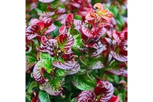 ARBORIX, PLUS VERT - MOINS CHER Leucothoe Axillaris 'Curly Red'- Leucothoé 'Curtly Red' 20-30 cm en conteneur