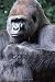 Produktbild GORILLA: Notebook with Animals for Kids, Notebook for Coloring Drawing and Writing (Realistic Colors, 110 Pages, Unlined, 6 x 9)(Animal Glossy Notebook)
