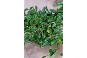 PLANTENWELT Teppichmispel Cotoneaster dammeri radicans 20-30 cm im 1,2 Liter Pflanzcontainer 1 VE = 30 Pflanzen