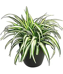 Creative Farmer Live Plant Indoor Spider (Chlorophytum) Beginner S (1 Healthy Live Fruit Plant)