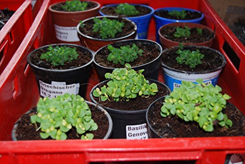 70 L Kokosblumenerde Quellerde – torffreie Blumenerde – für den Innen- und Außenbereich – sehr ergiebige Pflanzerde – torffrei und ungedüngt – 5 kg Kokos Brikett – Pflanzerde für Obst, Gemüse, Zierpflanzen und Exoten – fein – - 6