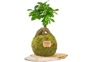 Kokedamas Lucciana Ficus Ginseng Mediano - Kokedama Interior | Bola de Musgo Vivo | Planta Natural | Planta Interior o Planta Exterior | Decoración Hogar | Fácil Cuidado y Mantenimiento