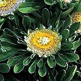  Fash Lady 30+ Semillas DE Flores Aster INCREÃBLES DE Hulk/Vida Larga del FLORERO