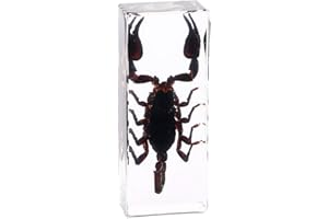 Rainbow_Road - Fermacarte da scrivania in resina, motivo: scorpione di insetti