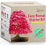 Züchte dein eigenes Bonsai - Züchte einfach 4 Arten von Bonsai-Bäumen mit unserem kompletten, anfängerfreundlichen Starter-Sa