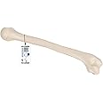 3B Scientific A45/1 Humerus Model + free Anatomy App - 3B Smart Anatomy, White