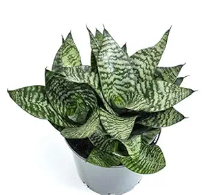 Siam Garden NASA Air Purifier Oxygen Snake Plant