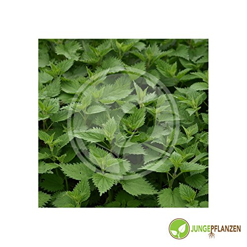 Kräutersamen - Grosse Brennnessel / Urtica dioica 1000 Samen