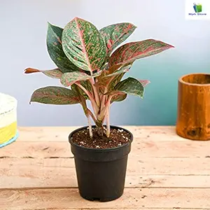 Mphmi Nurseryplant Aglaonema widuri, Aglaonema Red Peacock - Plant