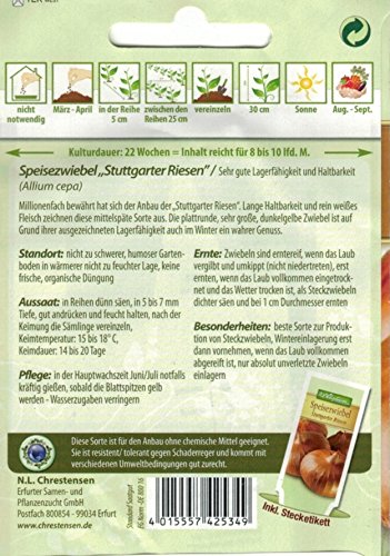 Chrestensen Speisezwiebel ‚Stuttgarter Riesen‘ - 2