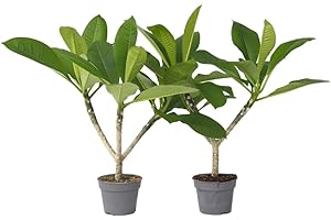 Plant in a Box - Plumeria Frangipani Hawaii - Set de 2 - Plante verte interieur vivante fleur - Frangipanier plante exotiques - Pot 17cm - Hauteur 45-55cm