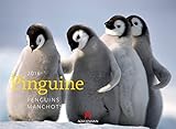 Image de Pinguine 2016