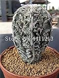 Tipo de producto: semillas AGROBITS Mezclar 200pcs suculentas de color suculento de Flores plantas de flor de cactus jardín de plantas bonsái rara flor de cactus mini planta de la venta: 11