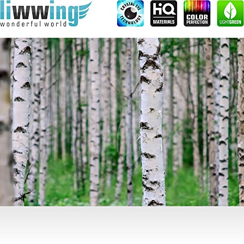 Vlies Fototapete 300×210 cm PREMIUM PLUS Wand Foto Tapete Wand Bild Vliestapete – BIRCH FOREST no.2 – Birkenwald Natur Wald Bäume Baum Forest Herbst – no. 081 - 2