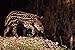 Produktbild 563001 Brazilian Tapir Young Calf Beside River A4 Photo Poster Print 10x8