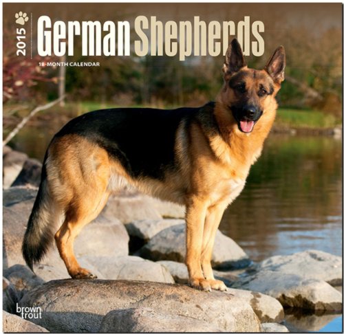German Shepherds 2015 - Deutsche Schäferhunde