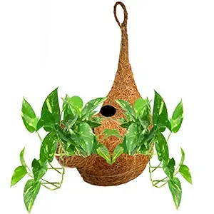 LIVEONCE Plastic Planter Pot, Large, 1 Piece