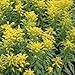Produktbild AGROBITS Solidago - en y - 100 Ansehen