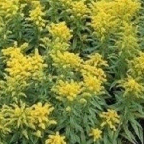 Preisvergleich Produktbild AGROBITS Solidago - en y - 100 Ansehen