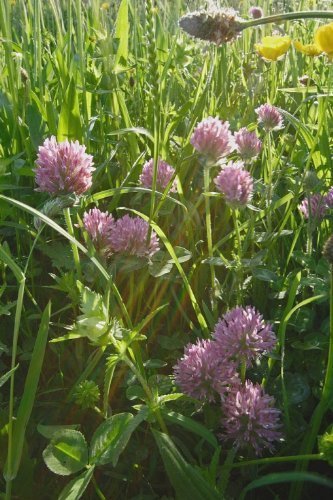 Just Seed - Wild Flower - Red Clover - Trifolium pratense - 4g