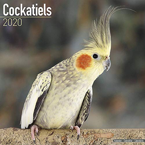 Cockatiels - Nymphensittiche 2020: Original Avonside-Kalender [Mehrsprachig] [Kalender] (Wall-Kalender)