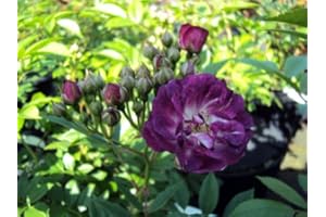 GARTENCENTER BARTELS Ramblerrose Perennial Blue ® Containerrosen im großen 7,5 Liter Topf