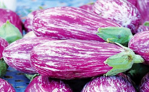 Aubergine Gestreift - Eierfrucht - 12 Samen
