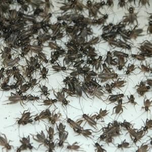 Steppengrillen klein - Großpackung , Futterinsekten ca. 1000 Stück