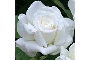 VIVAIO SANTABERNADETTA ROSA ROSE DA ARREDO GIARDINO A RADICE NUDA COLORE BIANCO GHIACCIO