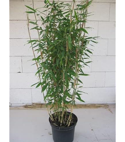 Fargesia robusta 'Campbell' - Hoher Heckenbambus - Zebra Bambus (C1-1 Liter  / 50-60 cm) : Amazon.de: Garten