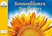 Produktbild Sonnenblumen/Sunflowers: Postkartenbuch