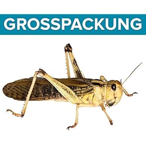 Heuschrecken groß adult 100 Stück Wanderheuschrecken Futterinsekten Reptilienfutter