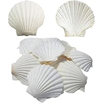 10 Conchiglie Di Capesante Naturali Grandi - 10-13 Cm Per Decorazione, Artigianato E Grigliate - Foto 12