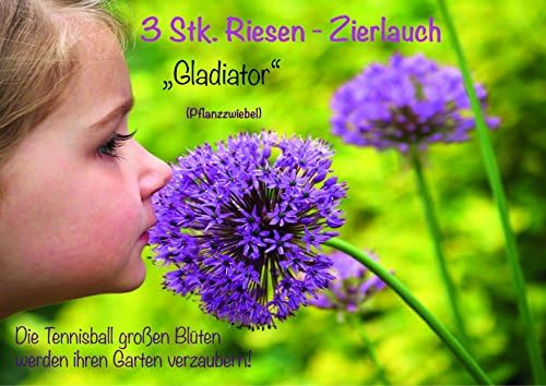 3x GIANTS Ornamental Flower Bulb | Allium 'Gladiator' with breathtaking flowers bigger than tennis balls