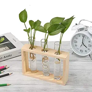 Desi Rang Glass Tube Planter with Wooden Stand for Small Plants, d