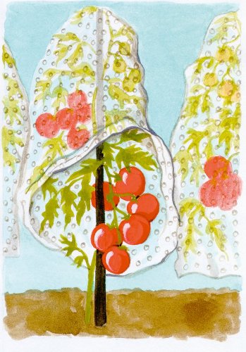 Connex Tomaten-Haube 10 x 0,65 m gelocht, FLOR80240 - 2