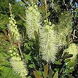 Callistemon Semillas Graines Germination El Mejor - 