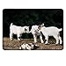 Price comparison product image Animal small mouse pad Cute Adorable Baby Sibling Goats playing Eachother on a Solid Rock in a Farmcustomize mouse pad White and Brown