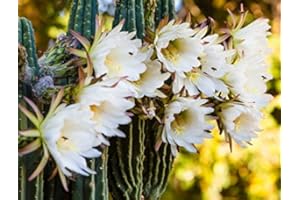 KRÄUMA Kaktus 'Königin der Nacht' - 20 Samen