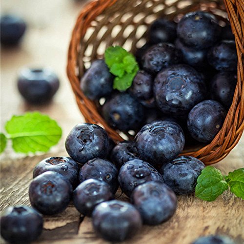 Book's Cover ofPATHONOR Graines de Myrtille 30PCS Blueberry Seeds Bonsai Graines de Fruits comestibles Seed pour la plantation dintérieur en plein air